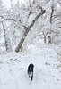 Black and white dog walking along a snow-covered path under trees heavily laden with fresh snow